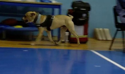 Ηρακλής-ΠΑΟΚ: Νέα διακοπή στο «Ιβανώφειο» λόγω σκύλου! (video)