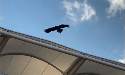 ΑΕΚ: Η… προπόνηση του αετού στην «Αγιά Σοφιά» (video)