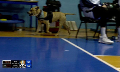 Ηρακλής: Πρόστιμο για τον... σκύλο και τους υπεράριθμους!