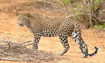 Πανικός στο Ιράν: Λεοπάρδαλη επιτέθηκε σε αστυνομικό - Νεκρό από πυρά το ζώο