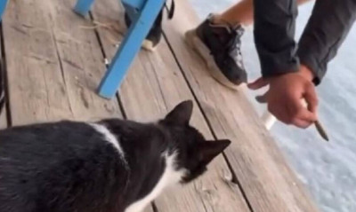 Αιδηψός: Συνελήφθη ο άνδρας που κλώτσησε γατάκι σε ταβέρνα