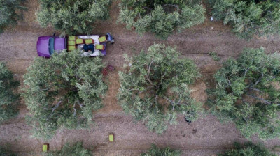 ΑΑΔΕ: Αρχές Δεκεμβρίου ανοίγει η εφαρμογή για τους γεωργούς με «συμβόλαιο»