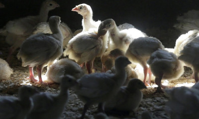 Η «πιο καταστροφική» γρίπη των πτηνών πλήττει την Ευρώπη