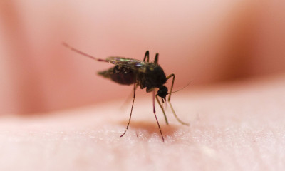 Οι μυρωδιές που «μαγνητίζουν» τα κουνούπια