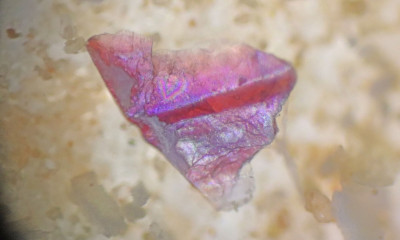 Μικροπλαστικά: Οι επιπτώσεις τους στο έντερο