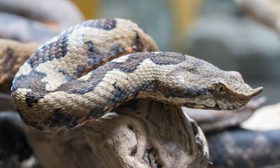 Ποια είναι τα τρία πιο επικίνδυνα φίδια στην Ελλάδα