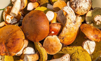 Μανιτάρια: Γιατί αποτελούν την κορυφαία αντιγηραντική τροφή