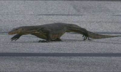 Formula 1: Τεράστια σαύρα εισέβαλε στην πίστα της Σιγκαπούρης!