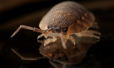 Ραγδαία εξάπλωση κοριών στην Ελλάδα: Τι θα πάθετε αν σας τσιμπήσουν