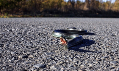 Τένις: Διακόπηκε αγώνας για δηλητηριώδες φίδι 50 εκατοστών που ήταν κοντά στα ball kids (vid)