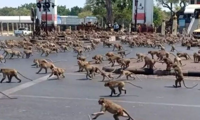 Ταϊλάνδη: Χιλιάδες μακάκοι έκαναν επιδρομή σε πόλη - Τρόμος για του κατοίκους