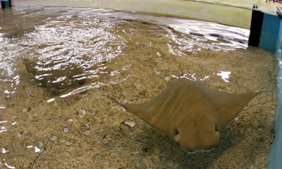 ΗΠΑ: Η Σάρλοτ το σαλάχι έμεινε έγκυος... μόνη της - Η σπάνια περίπτωση παρθενογένεσης