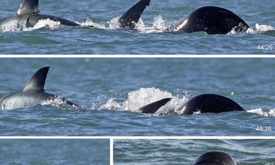 Νότια Αφρική: Όρκα σκοτώνει έναν μεγάλο λευκό καρχαρία μέσα σε μόλις δύο λεπτά (Bίντεο)