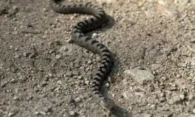 Φίδι... μπήκε σε ψιλικατζίδικο στην Άρτα