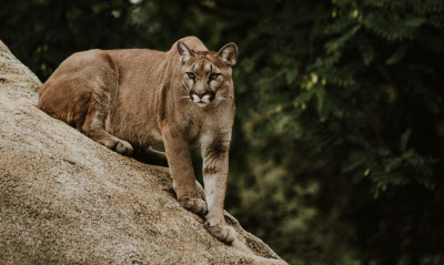 ΗΠΑ: Πούμα επιτέθηκε σε 11χρονο κορίτσι στο σπίτι του - Κυνήγησε και την μητέρα του παιδιού