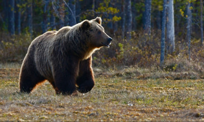 Ολοένα και συχνότερη η εμφάνιση άγριων ζώων σε οικισμούς: Αρκούδα περπατάει μέσα στο Ασημοχώρι