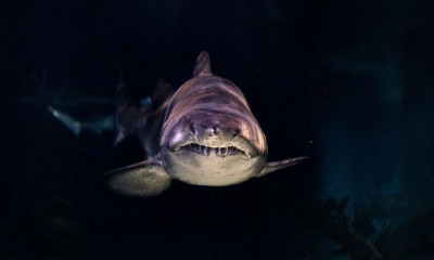 Κάρπαθος: Γιατί βγήκε ο καρχαρίας στην επιφάνεια και πόσα εκατομμύρια χρόνια ζει στην Ελλάδα