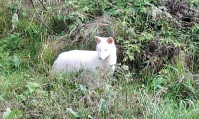 Σπάνιο λευκό τσακάλι εντοπίστηκε στην Τριφυλία της Μεσσηνίας - Δείτε εικόνα