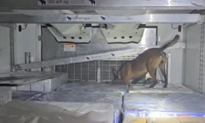 Ηγουμενίτσα: Πάνω από 350 κιλά κάνναβης κατασχέθηκαν στο λιμάνι