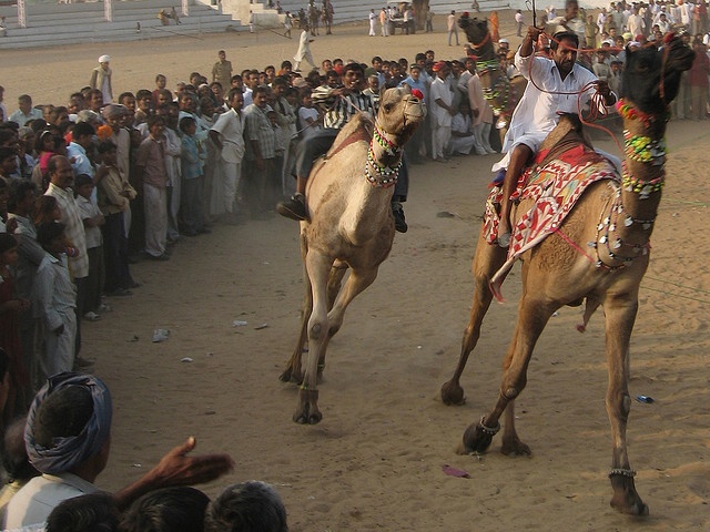 camel-racing