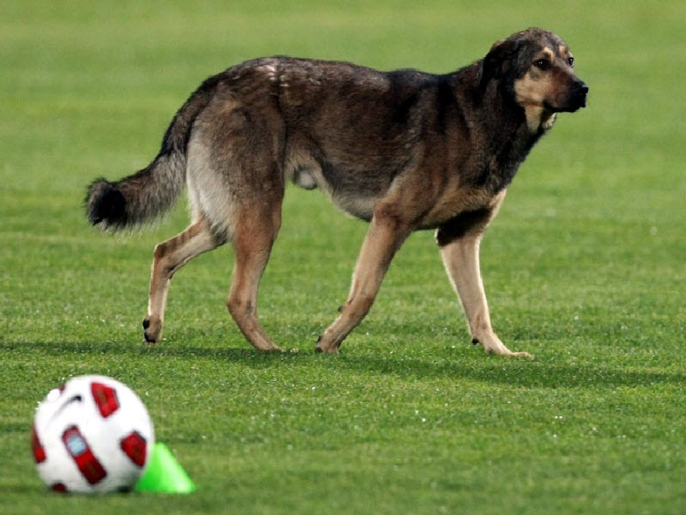 Πυροβόλησε... σκύλο