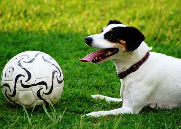 Ντριπλαδόρος σκύλος… (video)