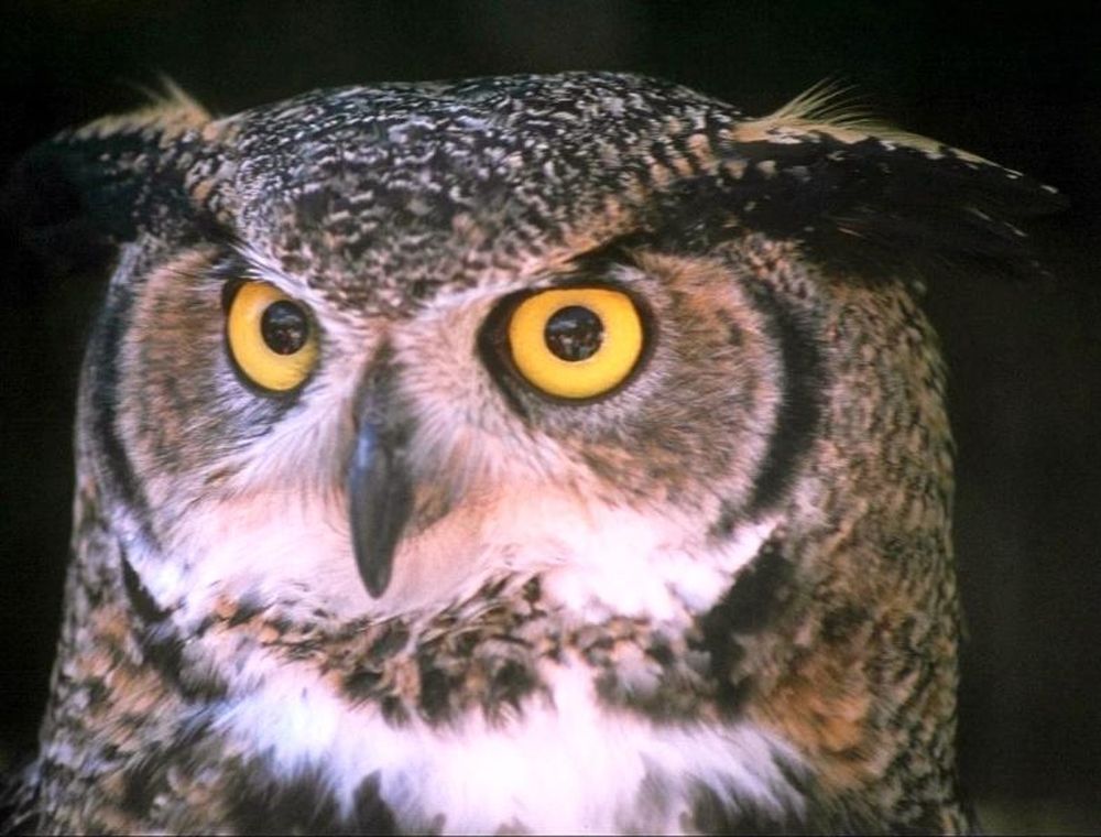 «Πέταξε» η κουκουβάγια... (video)