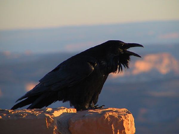   Ένα τοπίο… κοράκων!