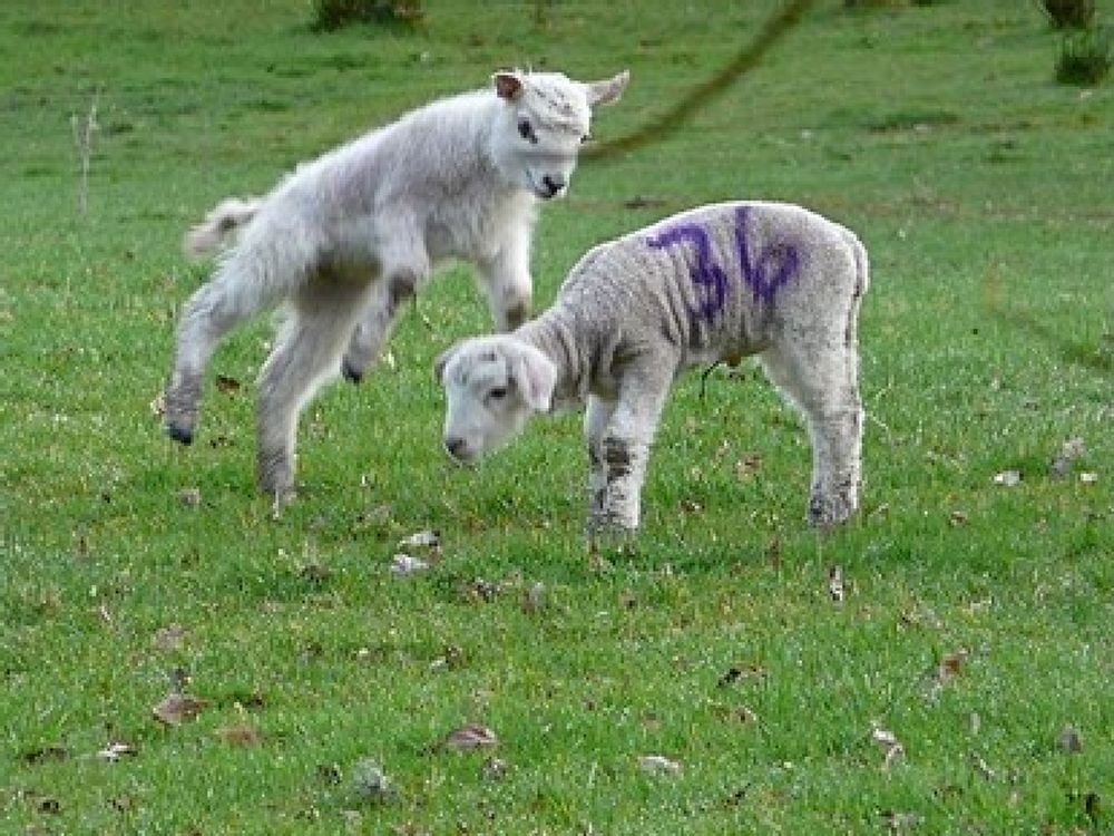  Σφαγή του… Α.Ο. Αρνιών