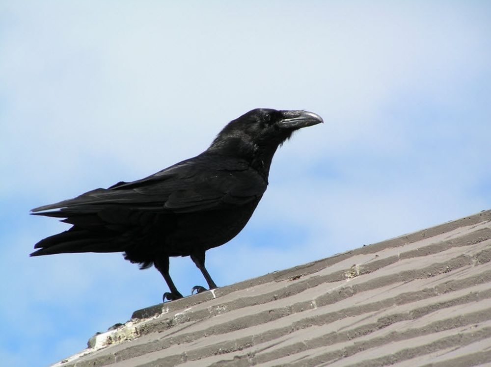 Ένα κοράκι στην Τούμπα