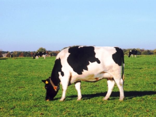 Αγελαδίσιο τέρμα!