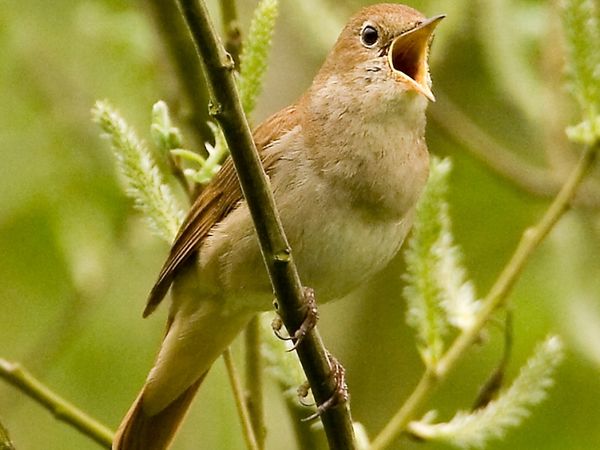 Πράσινοι κόρακες και αηδόνια…