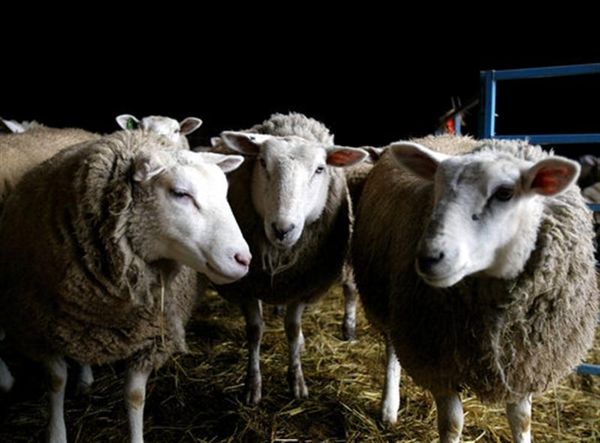 Σταματήστε να «βελάζετε»... 