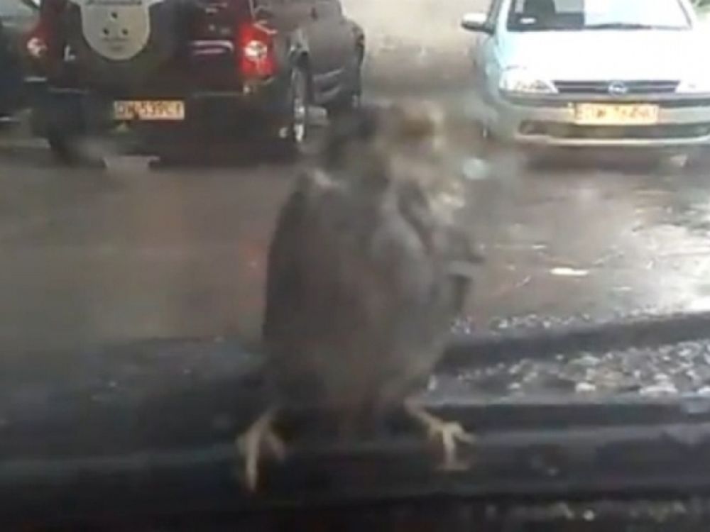 Πέρασε τον υαλοκαθαριστήρα για κλαδί! (vd)