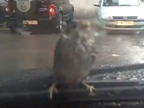 Πέρασε τον υαλοκαθαριστήρα για κλαδί! (vd)