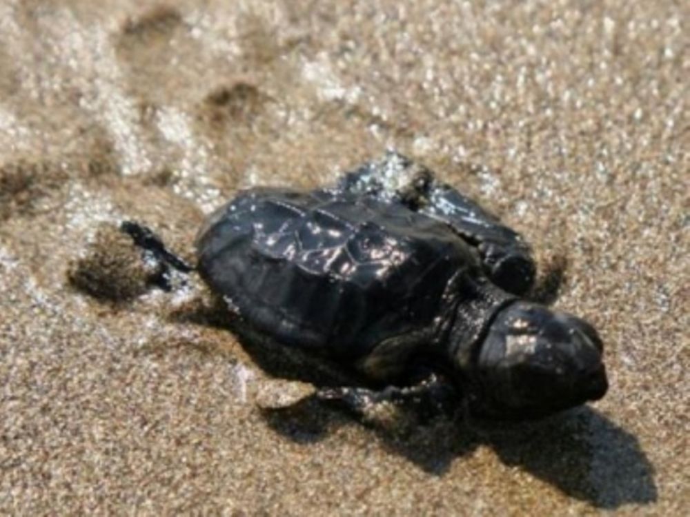 Φθάνουν στη θάλασσα οι πρώτες καρέτα - καρέτα
