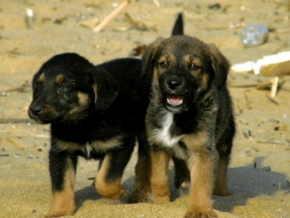 Ο Δήμος Κοζάνης αγαπάει τα αδέσποτα