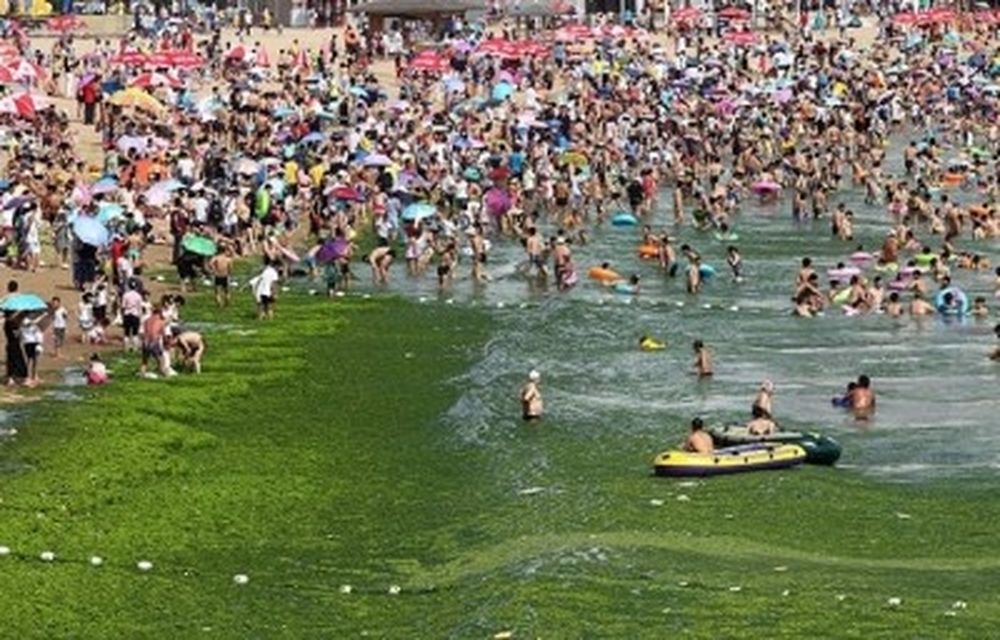 Τα «φύκια» κατάπιαν την παραλία