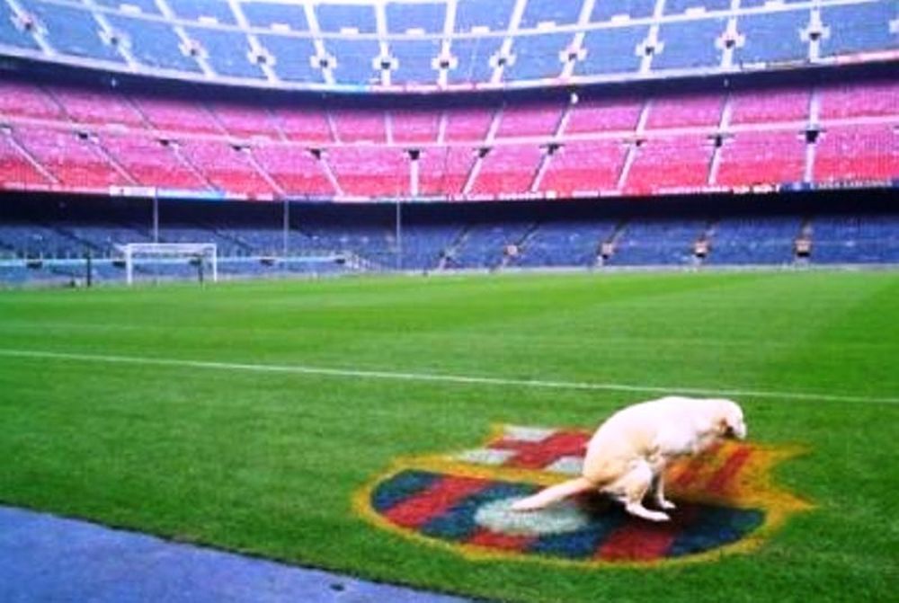 Ο σκύλος είναι Ρεάλ!