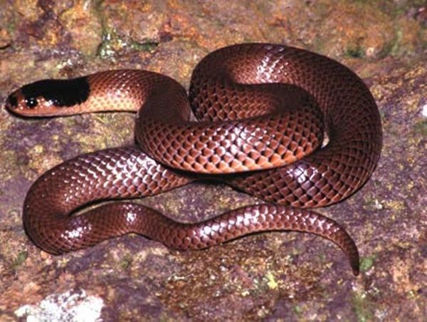 Το φίδι και το πεπρωμένο του Κάρολ