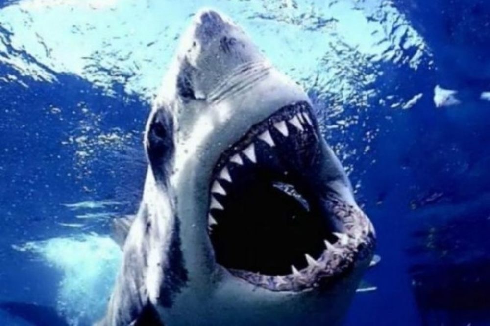 Δέστε... λαβράκια και αφήστε τους... καρχαρίες