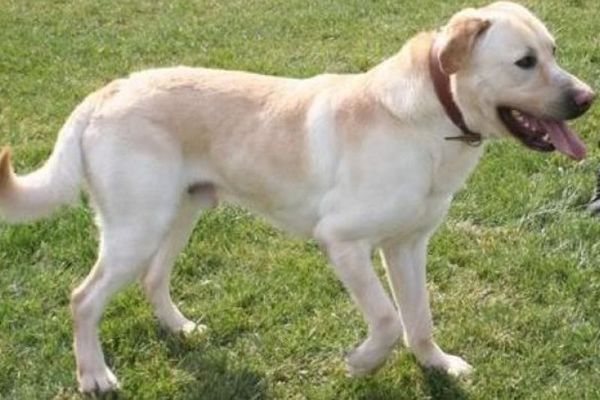 Σκύλος έκανε τη σέντρα στον αγώνα Καέν - Τουλούζ