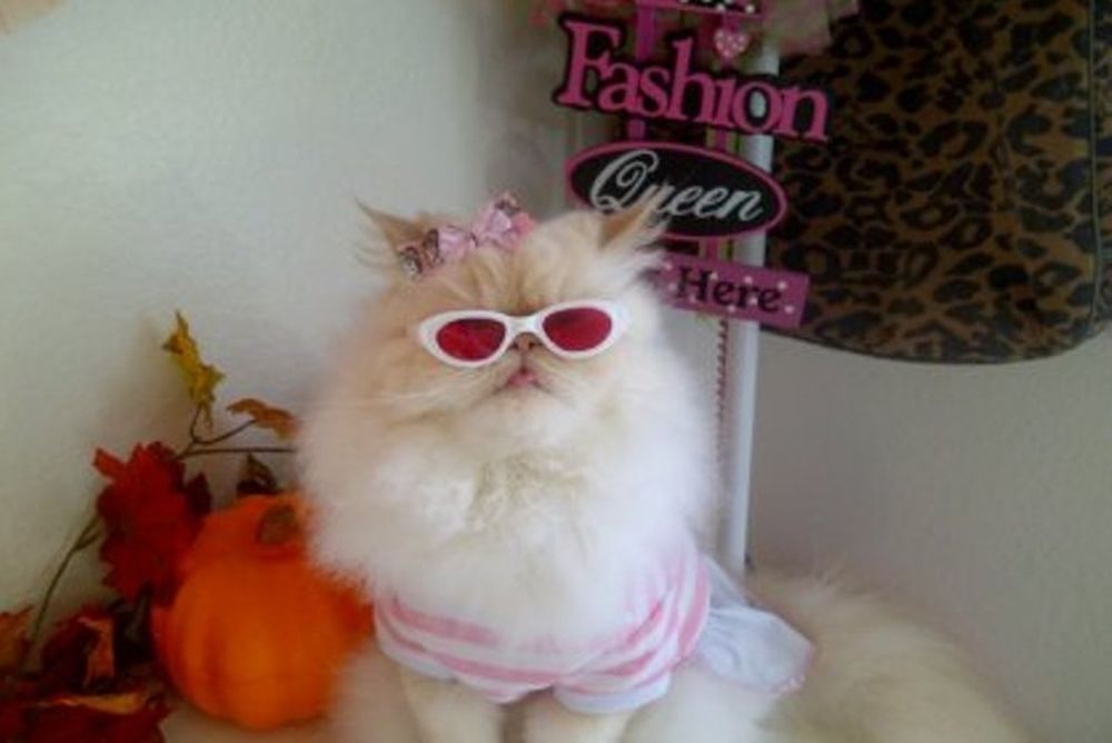 Η πρώτη γάτα «fashion blogger» (photos)