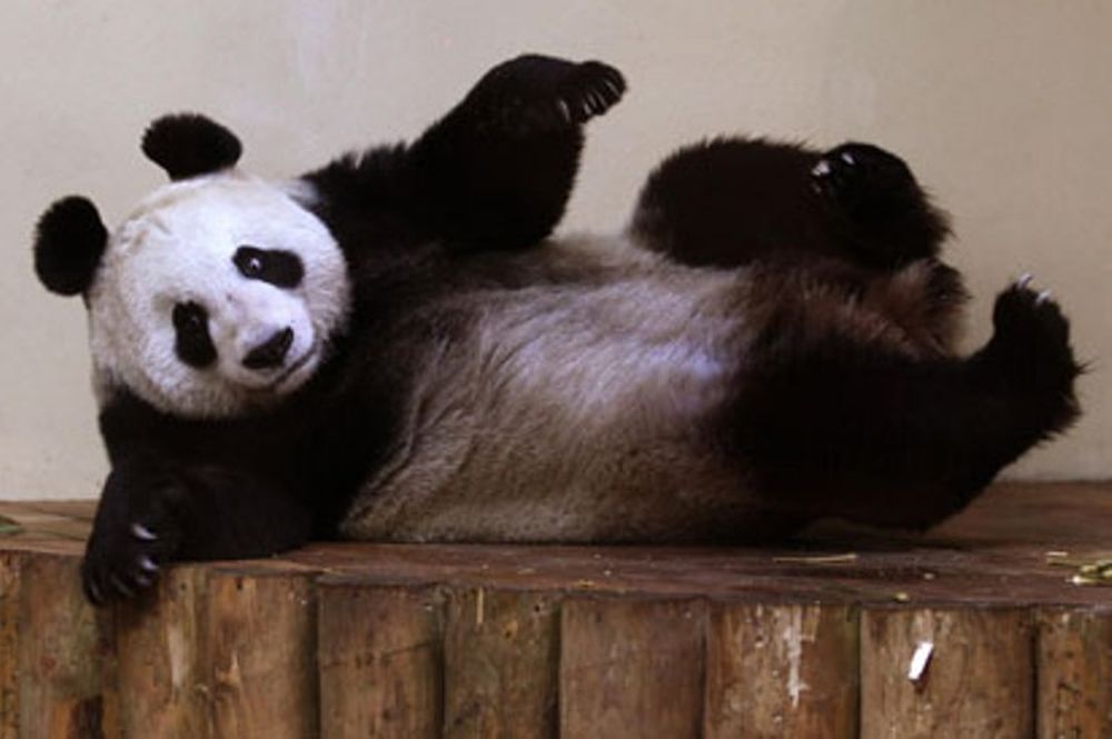 Το BBC και το Panda της χρονιάς (video)