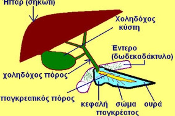 Πάγκρεας