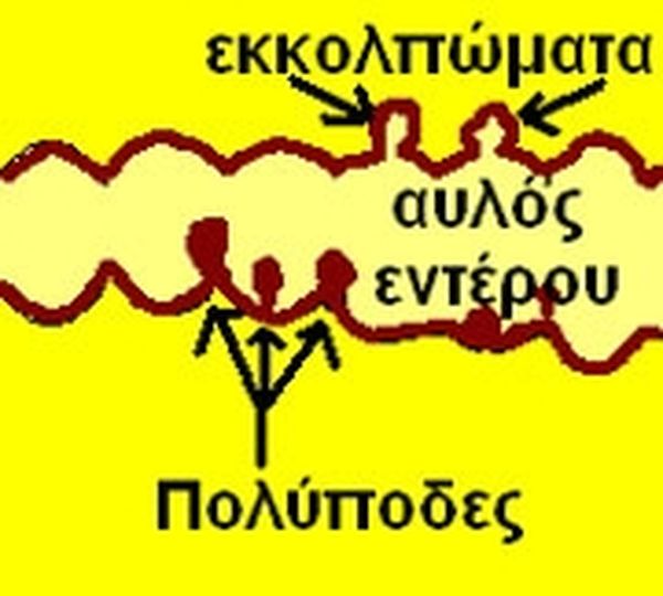 Πολύποδες