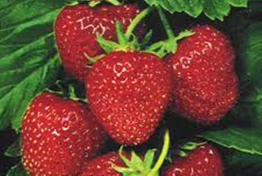  Φράουλα !Ένα φρούτο υψηλής διατροφικής αξίας