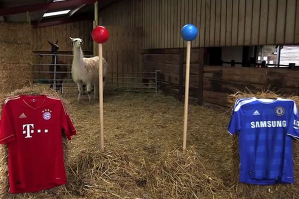 Τελικός Champions League: Το… λάμα προβλέπει Τσέλσι! (video)