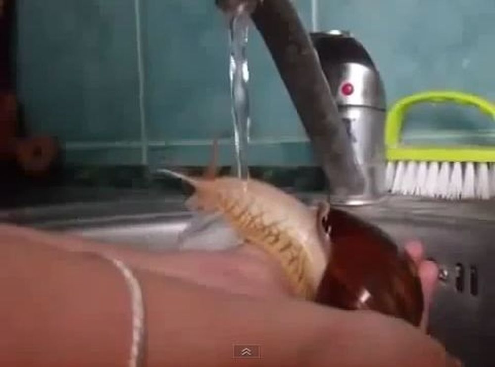 Σαλιγκάρι κάνει ντους (video)