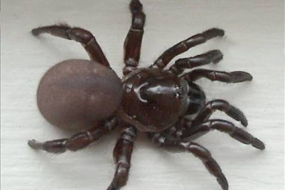 Βίντεο: Εισβολή... αράχνης σε τηλεοπτικό στούντιο